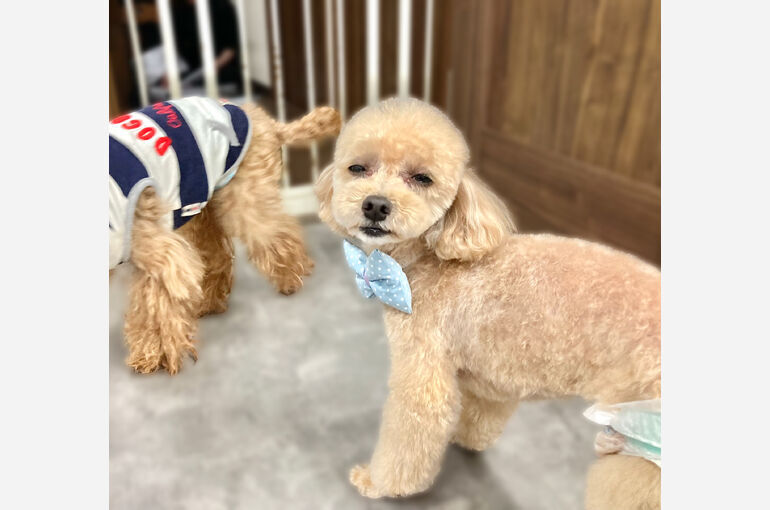 お迎え待ち🐶🐾