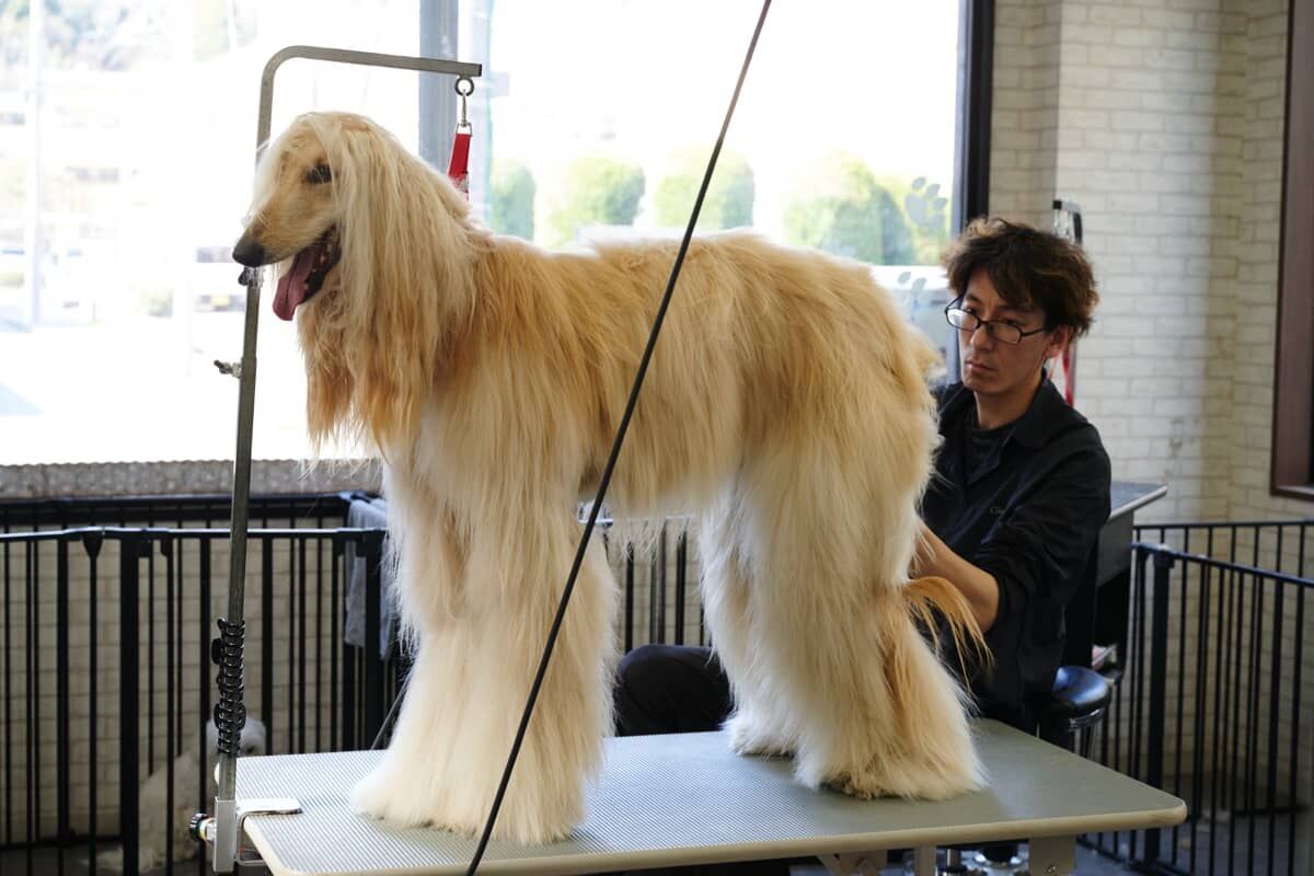 大型犬